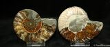 Natural Art - Inch Polished Ammonite #1285-1